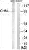 CHM Like Rab Escort Protein antibody, orb96607, Biorbyt, Western Blot image 