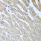 FUT5 antibody, LS-C332858, Lifespan Biosciences, Immunohistochemistry frozen image 