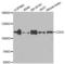 Cadherin 5 antibody, LS-C331090, Lifespan Biosciences, Western Blot image 