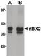 Y-Box Binding Protein 2 antibody, PA5-21014, Invitrogen Antibodies, Western Blot image 