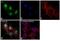 Ring-Box 1 antibody, PA5-16282, Invitrogen Antibodies, Immunofluorescence image 