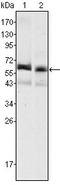 Alpha-fetoprotein antibody, AM06377PU-N, Origene, Western Blot image 