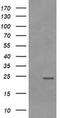 Ras-related protein Rab-21 antibody, MA5-26202, Invitrogen Antibodies, Western Blot image 