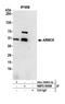 Armadillo Repeat Containing 6 antibody, NBP2-59088, Novus Biologicals, Western Blot image 