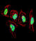 Nuclear Factor I C antibody, abx028560, Abbexa, Western Blot image 
