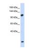 HEAT Repeat Containing 4 antibody, NBP1-79609, Novus Biologicals, Western Blot image 