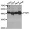 hnRNP I antibody, orb373339, Biorbyt, Western Blot image 