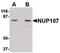 Nucleoporin 107 antibody, PA5-20563, Invitrogen Antibodies, Western Blot image 