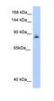 Aconitase 1 antibody, orb330127, Biorbyt, Western Blot image 