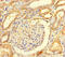 Rho GTPase-activating protein 19 antibody, LS-C318226, Lifespan Biosciences, Immunohistochemistry paraffin image 