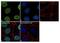 Zinc finger protein 217 antibody, 720352, Invitrogen Antibodies, Immunocytochemistry image 