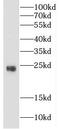 Crystallin Beta B3 antibody, FNab02004, FineTest, Western Blot image 