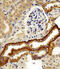 FXYD domain-containing ion transport regulator 6 antibody, A09541, Boster Biological Technology, Immunohistochemistry paraffin image 