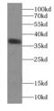 ATXN3 antibody, FNab00739, FineTest, Western Blot image 