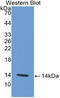 Platelet Factor 4 antibody, LS-C314175, Lifespan Biosciences, Western Blot image 