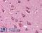 Protein Tyrosine Phosphatase Receptor Type T antibody, LS-B2604, Lifespan Biosciences, Immunohistochemistry frozen image 