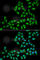 ETS-related transcription factor Elf-1 antibody, A6904, ABclonal Technology, Immunofluorescence image 