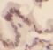 TEA Domain Transcription Factor 3 antibody, FNab08583, FineTest, Immunohistochemistry paraffin image 
