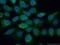 Suppressor of G2 allele of SKP1 homolog antibody, 11675-1-AP, Proteintech Group, Immunofluorescence image 