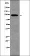 Neuromedin U Receptor 2 antibody, orb335631, Biorbyt, Western Blot image 