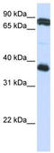 Glycoprotein VI Platelet antibody, TA342010, Origene, Western Blot image 