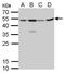 Craniofacial Development Protein 1 antibody, GTX629476, GeneTex, Western Blot image 