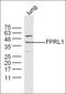 Formyl peptide receptor-related sequence 1 antibody, orb312240, Biorbyt, Western Blot image 