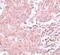 BCAS3 Microtubule Associated Cell Migration Factor antibody, 5629, ProSci, Immunohistochemistry frozen image 