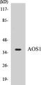 SUMO1 Activating Enzyme Subunit 1 antibody, EKC1031, Boster Biological Technology, Western Blot image 