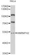 Heterogeneous Nuclear Ribonucleoprotein H2 antibody, LS-C748061, Lifespan Biosciences, Western Blot image 