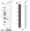 Nicotinamide N-Methyltransferase antibody, PA5-63679, Invitrogen Antibodies, Western Blot image 