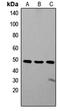 Zinc finger protein ZIC 1 antibody, LS-B13711, Lifespan Biosciences, Western Blot image 