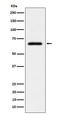 Inactive ubiquitin-specific peptidase 39 antibody, M06922, Boster Biological Technology, Western Blot image 