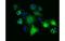 Pantothenate kinase 2, mitochondrial antibody, MBS832820, MyBioSource, Immunofluorescence image 