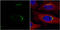 VPS33A Core Subunit Of CORVET And HOPS Complexes antibody, GTX119416, GeneTex, Immunocytochemistry image 