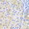 Ferritin Heavy Chain 1 antibody, LS-C331293, Lifespan Biosciences, Immunohistochemistry frozen image 
