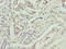Neuronal membrane glycoprotein M6-b antibody, LS-C395573, Lifespan Biosciences, Immunohistochemistry paraffin image 