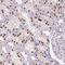 PHD Finger Protein 21B antibody, NBP2-30660, Novus Biologicals, Immunohistochemistry frozen image 