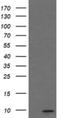 Mitochondrial Contact Site And Cristae Organizing System Subunit 10 antibody, NBP2-45550, Novus Biologicals, Western Blot image 