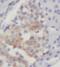 GM-CSF antibody, FNab03395, FineTest, Immunohistochemistry frozen image 