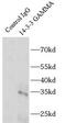 Tyrosine 3-Monooxygenase/Tryptophan 5-Monooxygenase Activation Protein Gamma antibody, FNab00004, FineTest, Immunoprecipitation image 