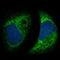 Protein LYRIC antibody, HPA010932, Atlas Antibodies, Immunofluorescence image 