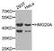 High mobility group protein 20A antibody, abx005493, Abbexa, Western Blot image 