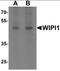 WD repeat domain phosphoinositide-interacting protein 1 antibody, orb137363, Biorbyt, Western Blot image 