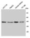 RRAD And GEM Like GTPase 2 antibody, NBP2-67104, Novus Biologicals, Western Blot image 