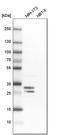 FKBP Prolyl Isomerase 7 antibody, HPA008707, Atlas Antibodies, Western Blot image 
