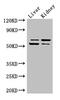 LMBR1 Domain Containing 1 antibody, CSB-PA885730LA01HU, Cusabio, Western Blot image 