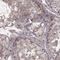 SLAIN Motif Family Member 2 antibody, HPA063599, Atlas Antibodies, Immunohistochemistry frozen image 