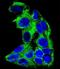 Acyl-CoA Dehydrogenase Medium Chain antibody, LS-C155907, Lifespan Biosciences, Immunofluorescence image 