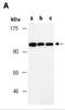 Nuclear Receptor Interacting Protein 1 antibody, orb67285, Biorbyt, Western Blot image 